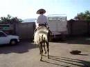 Caballo del SR. Isidro Velasco Caballo del SR. Isidro Velasco