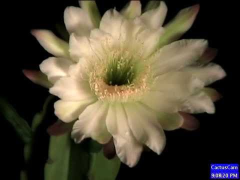 San Pedro Cactus Bloom