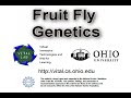 Fruit Fly Genetics