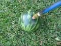 Exploding Watermelon