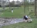 cazatura tare haioasa