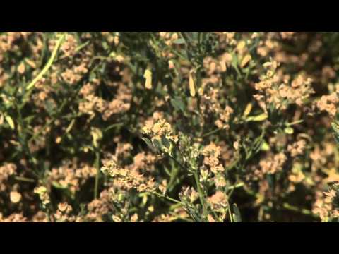 how to harvest alfalfa seeds