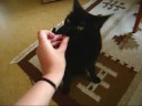 How to annoy you cat... the nice way. Video response How to annoy you cat... the nice way. Video response