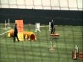 Chicago Dog Training... View Video