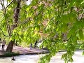 ミュンヘンの英国庭園のサーファー Munich Englischer Garten