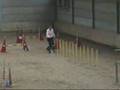 Sheltie International Agility Final  OBay Shetland Sheepd