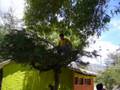 videos de Infieles U Norte