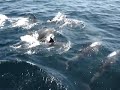duiken op de noordzee met dolfijnen duiken op de noordzee met dolfijnen