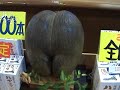 Okinawa has a very dangerus snake called the Habu. We went to the place where they make Habu saki during our vacation in 2006.