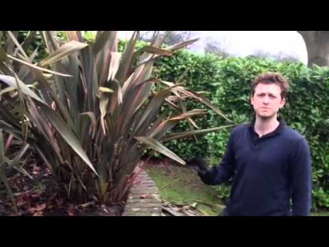 how to care for new zealand flax