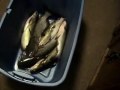 videos de 4 cats with Secret-7 - 2 with chicken liver