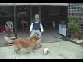 Clever Puppy (LVF)