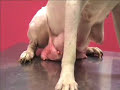 Mastitis postdestete en la perra Mastitis