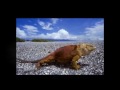 videos de Galapagos Islands has wildlife and scenery that makes you gasp