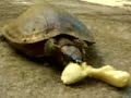 Jaboti comendo banana Jaboti comendo banana