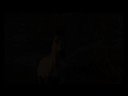 Young Black Stallion Tribute
