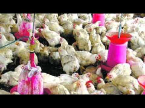 how to treat antibiotic resistant e coli