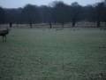Richmond Park I Richmond Park I