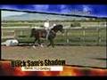 Black Sam's Shadow - Rocky Mountain Horse for sale