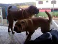 Shar pei X Bassethound
