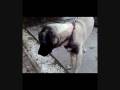 videos de Turkish Kangal (5 month old)