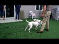 Click here to watch this video Meet Lolita a Terrier Pit Bull currently available for adoption at Petango.com! 5/24/2012 11:54:20
