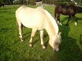Aran eet