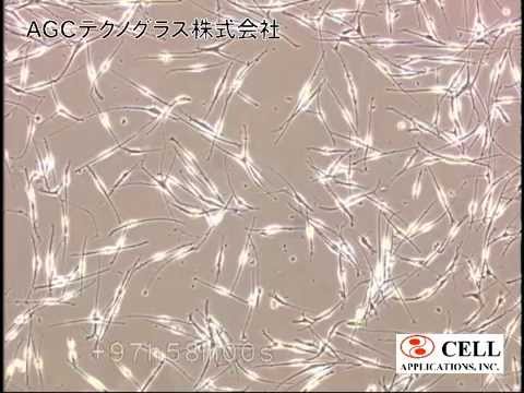 how to isolate keratinocytes