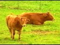viveiro  lugo    1ª parte