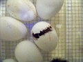 videos de My chickens are hatching!  And one has lost his mind! (non-HCG related!)