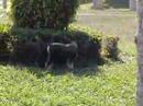 Schnauzer mini sal y pimienta campeon (Oddie) Schnauzer mini sal y pimienta campeon (Oddie)