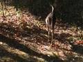 sunrise deer massanutten