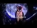 mTunes Video: Owl