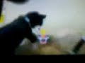nintendogs ecspensive and desent toys and items