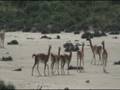 «El Guanaco»