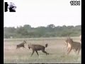 ��� ������ �����