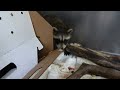 Young Raccons!!