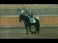 Friesian以其輕快、高雅、抬�...