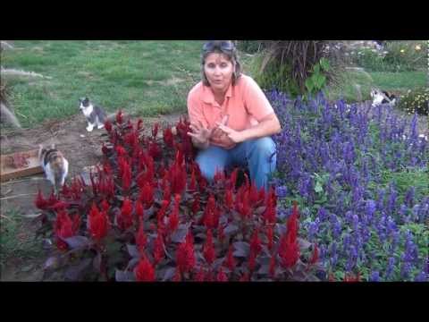 how to harvest celosia seeds