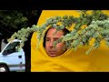 Bah bah bah bananen - Prak!! - ?? - ????? - Prak - prak - banana - bananas - banana\
