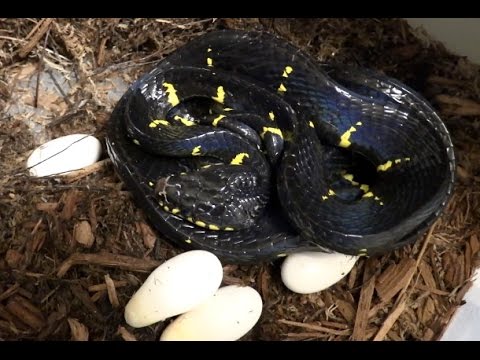 YouTube reptile video