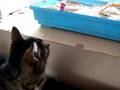 videos de poesjes en muisjes