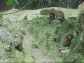 Five capybara babies run up a hill