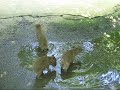 Five capybara babies run up a hill