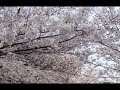 Kyoto Cherry Blossom Pics By Andrei Krylov
