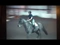 Copyright 3 - 2001 Hanoverian Gelding by Crazy Classic