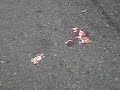 accidente motorista