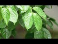 Test: LUMIX DMC-GH1 - Pt.1