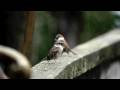 Test: LUMIX DMC-GH1 - Pt.1