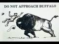 Family, Love and BISON ATTACKS!